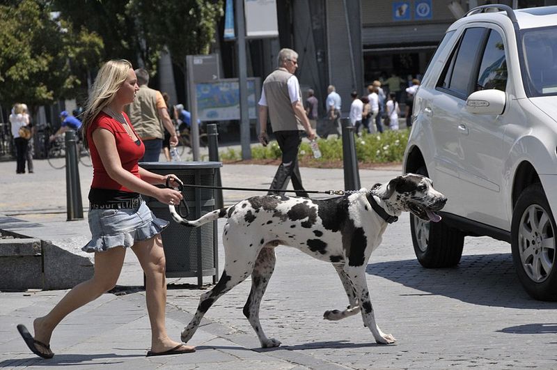 13 dog breeds that often struggle with car rides - plus 3 that absolutely love road trips 10 Great Dane