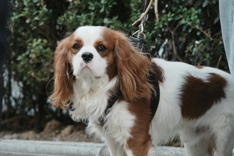 Cavalier King Charles Spaniel