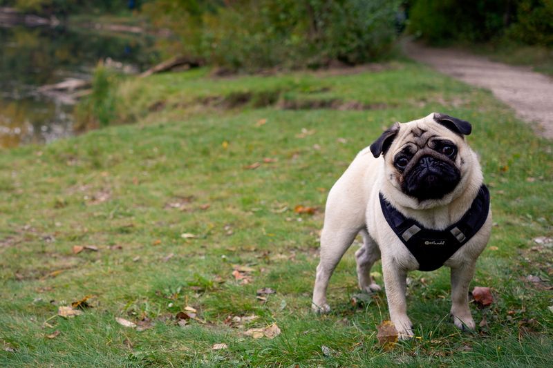 12 dog breeds that may do almost anything for a treat - and 3 that make you work harder for their attention 5 Pug