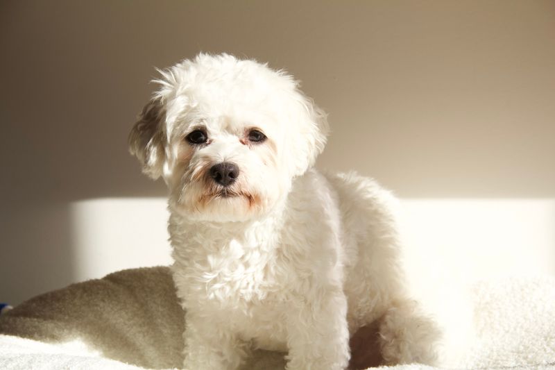Friendly to a fault, these 14 dog breeds see a friend in everyone 10 Bichon Frise