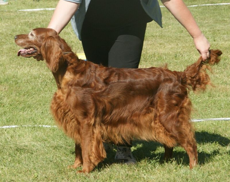 These dogs don't just live with families - They have a habit of becoming part of how families spend time together 11 Irish Setter
