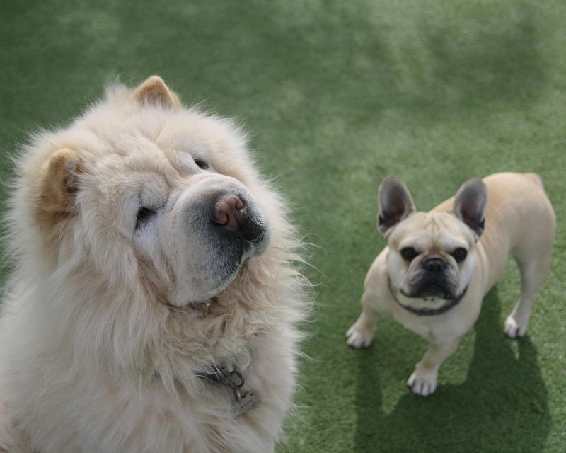 Why Some Dogs Go Viral Easier - 11 Traits That Keep Showing Up in Popular Clips 11 Distinct Physical Features That Read Well on Video