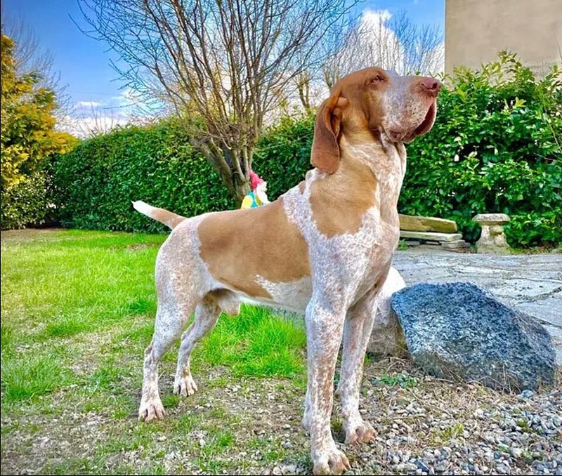 These 8 Italian dogs combine beauty, personality, and surprisingly great companionship 5 Bracco Italiano