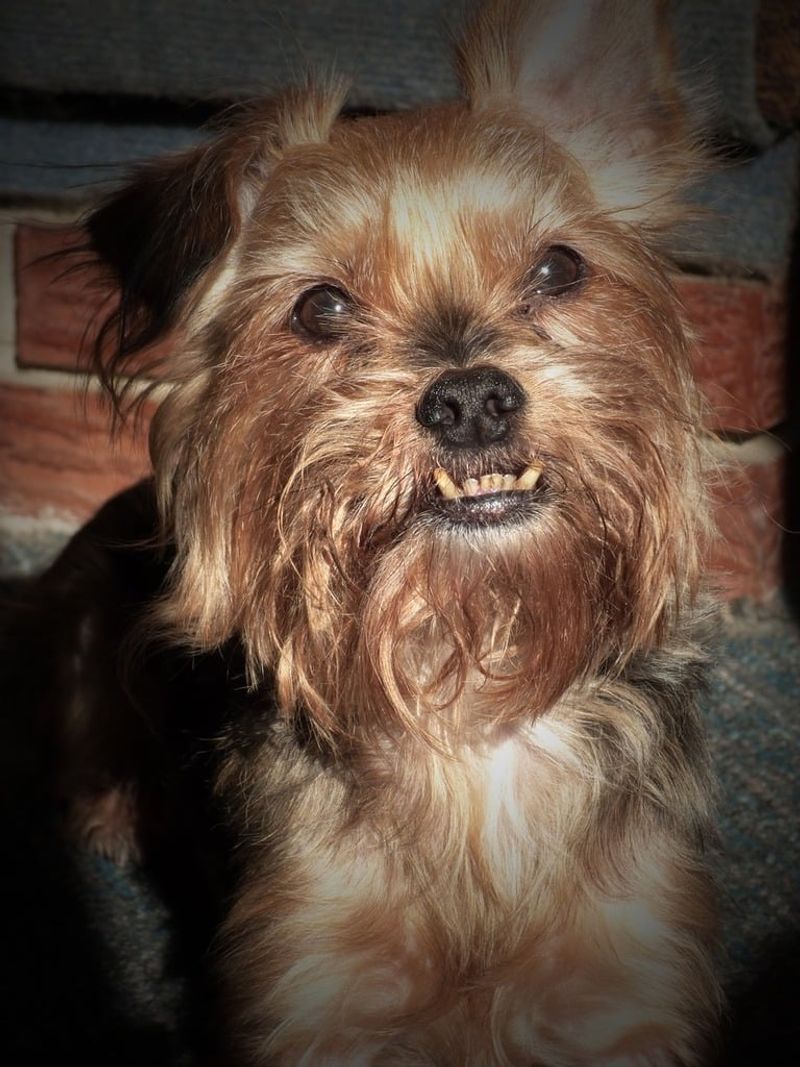 21 Dog Breeds More Likely to Develop Dental Problems 3 Yorkshire Terrier