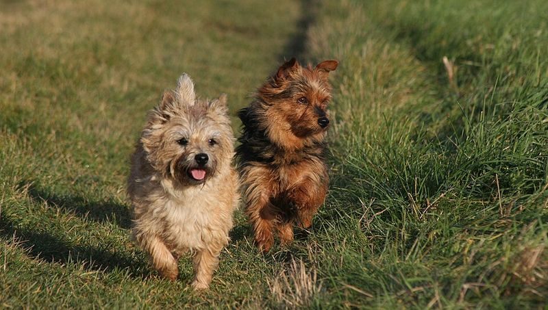 Big dog lovers may want to reconsider after meeting these 12 surprisingly impressive little breeds 7 Cairn Terrier