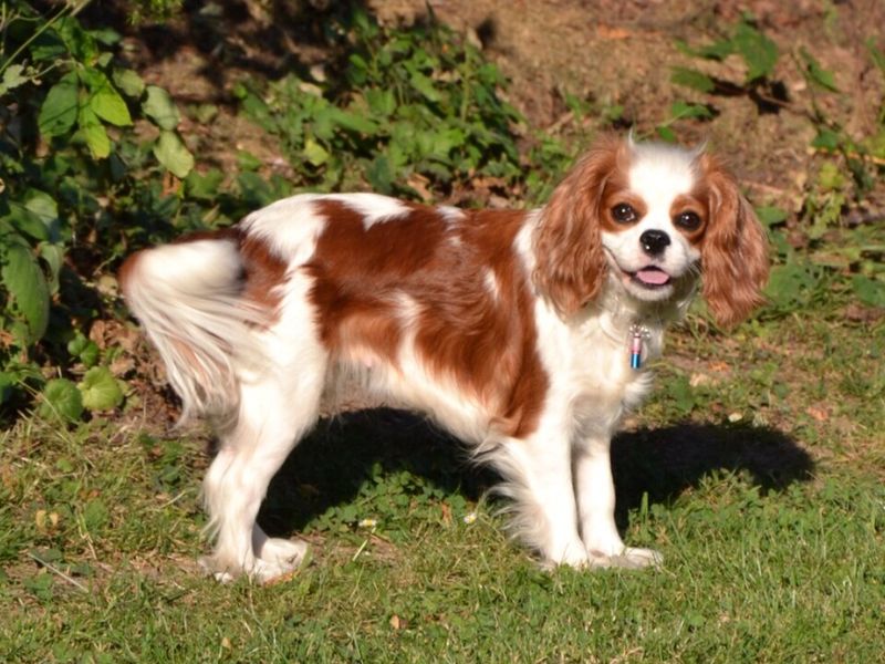 Don’t gamble on temperament - These 13 dogs are known for staying stable and calm 4 Cavalier King Charles Spaniel