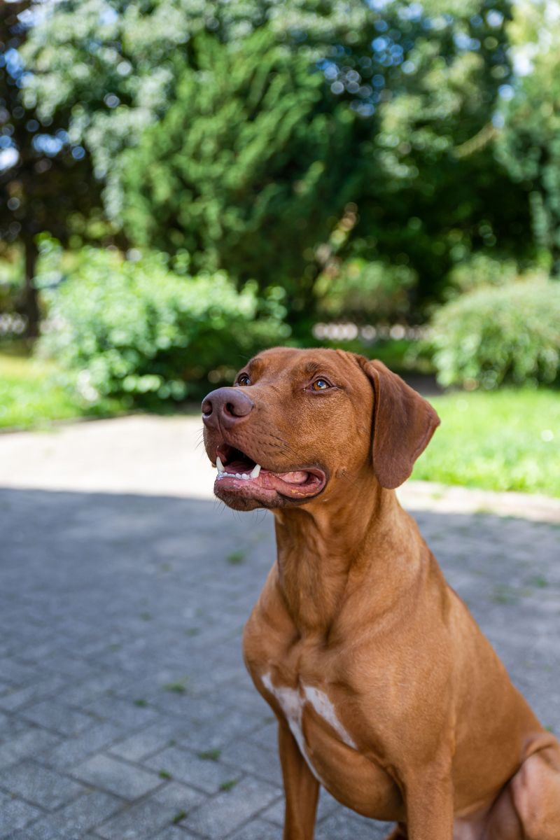 No constant cuddling, no dramatic greetings - Yet these dogs can be among the most devoted companions 8 Rhodesian Ridgeback