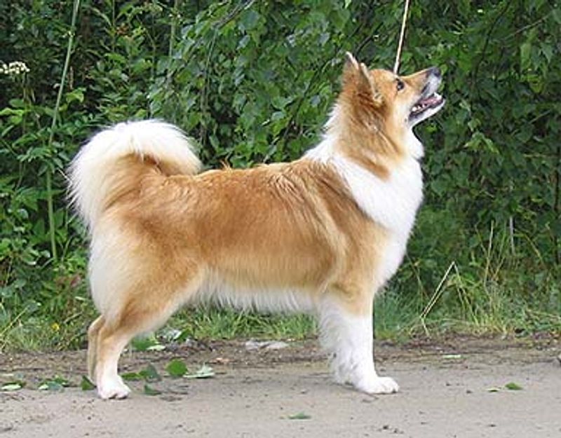 12 breathtaking northern dog breeds with looks straight out of the wilderness 8 Icelandic Sheepdog