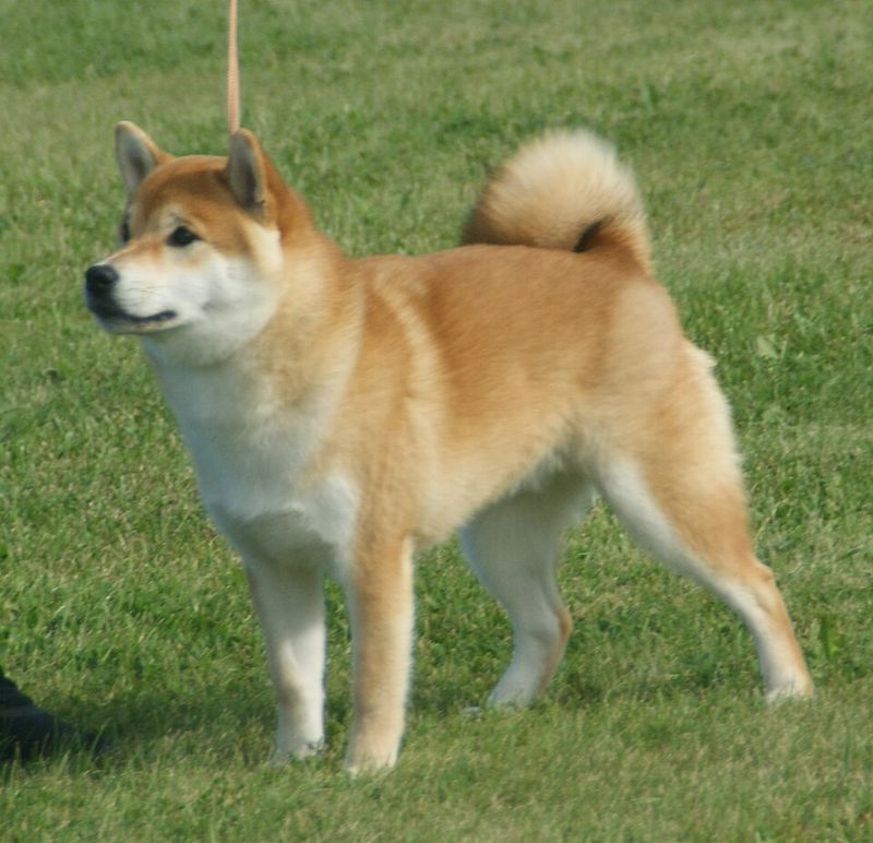 Shiba Inu