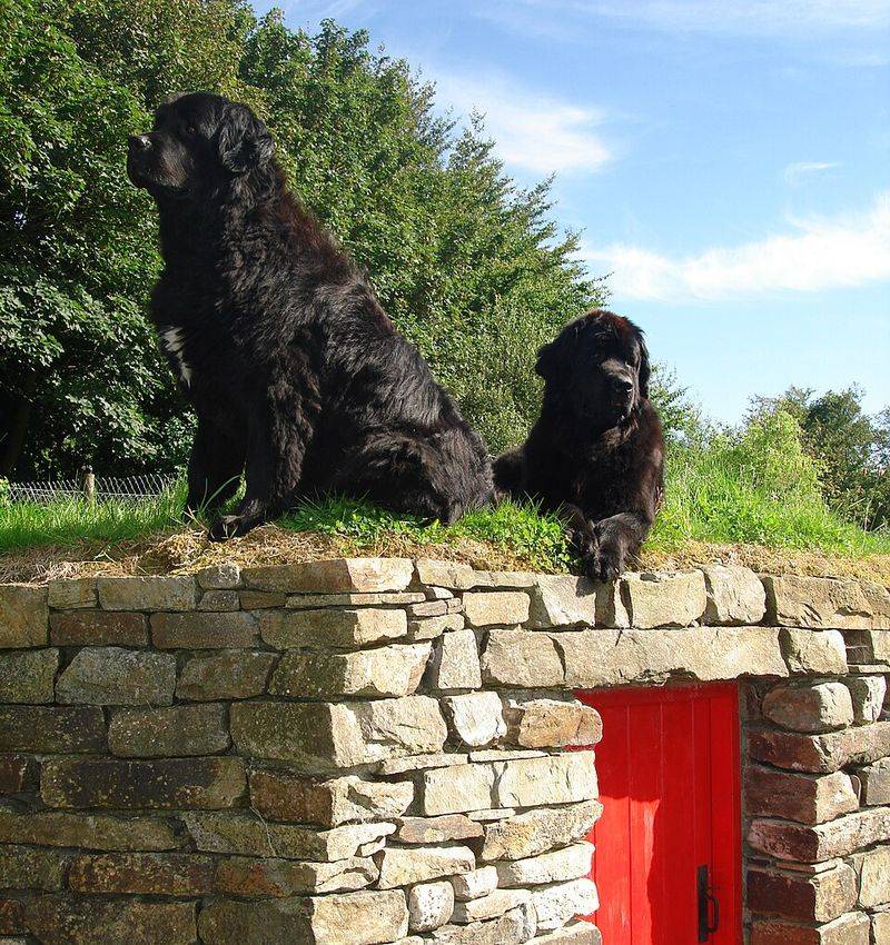 Friendly personalities come naturally to these welcoming dog breeds 8 Newfoundland