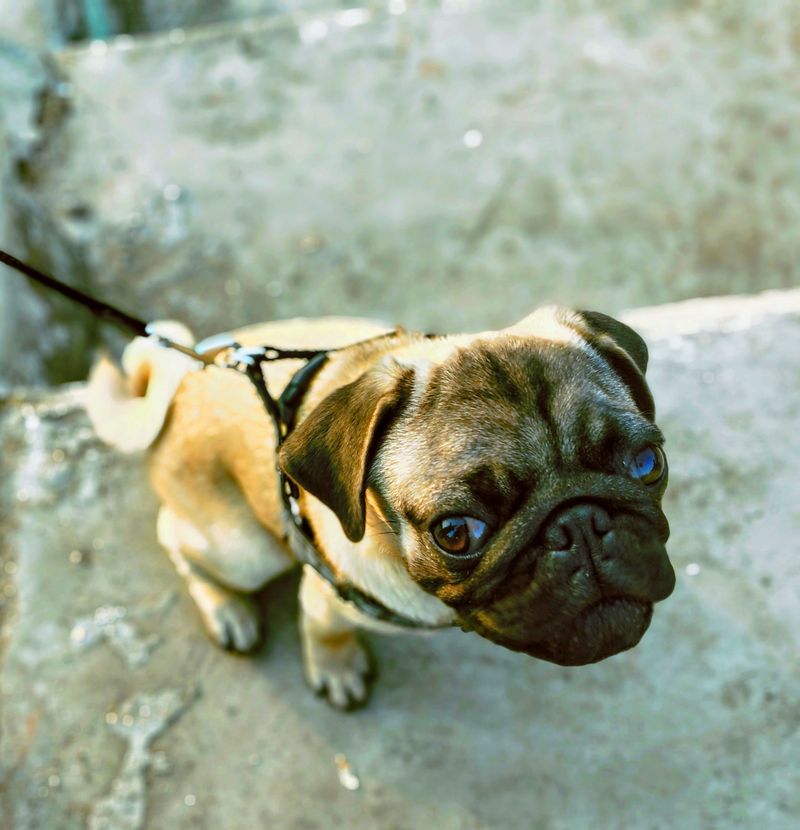 Long walks aren't essential for every dog - These breeds can thrive with a smarter daily routine 4 Pug