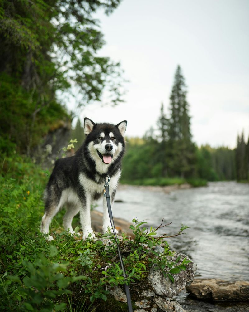Alaskan Malamute