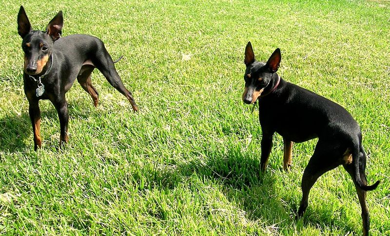 Toy Manchester Terrier