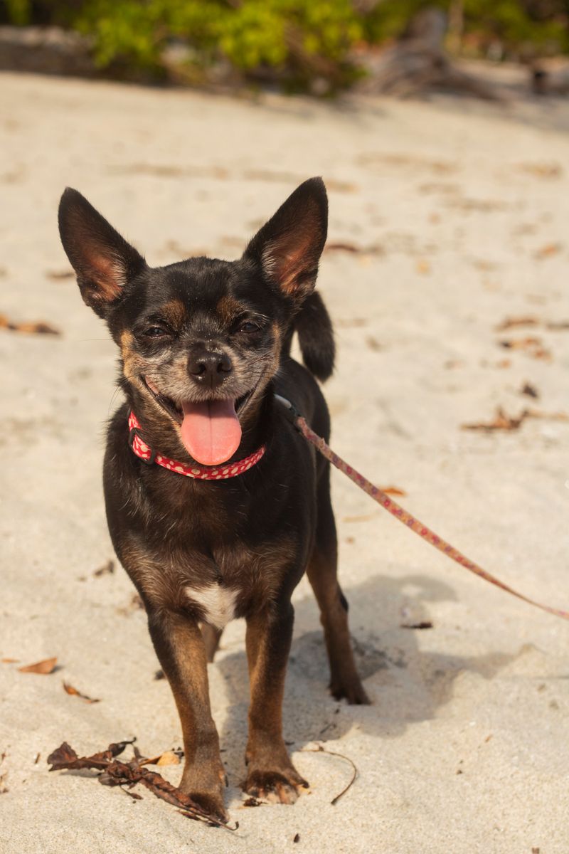 12 dogs that make people fall for the face first - then discover there's plenty of personality behind it 11 Chihuahua