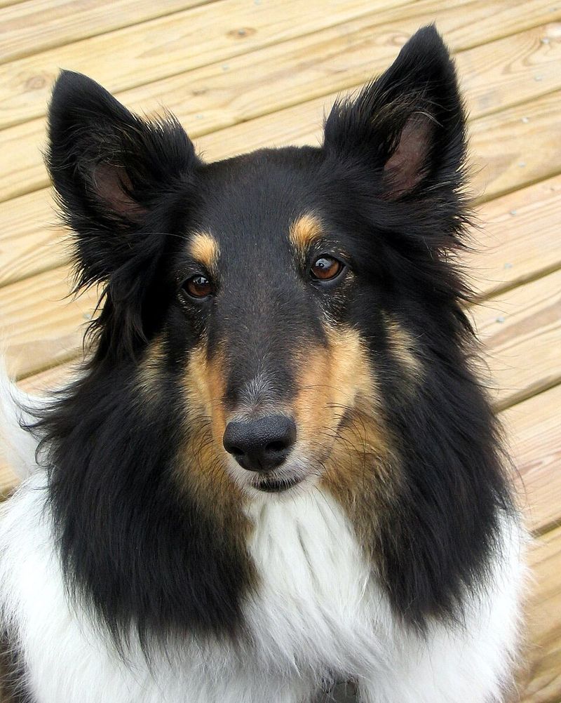 Shetland Sheepdog