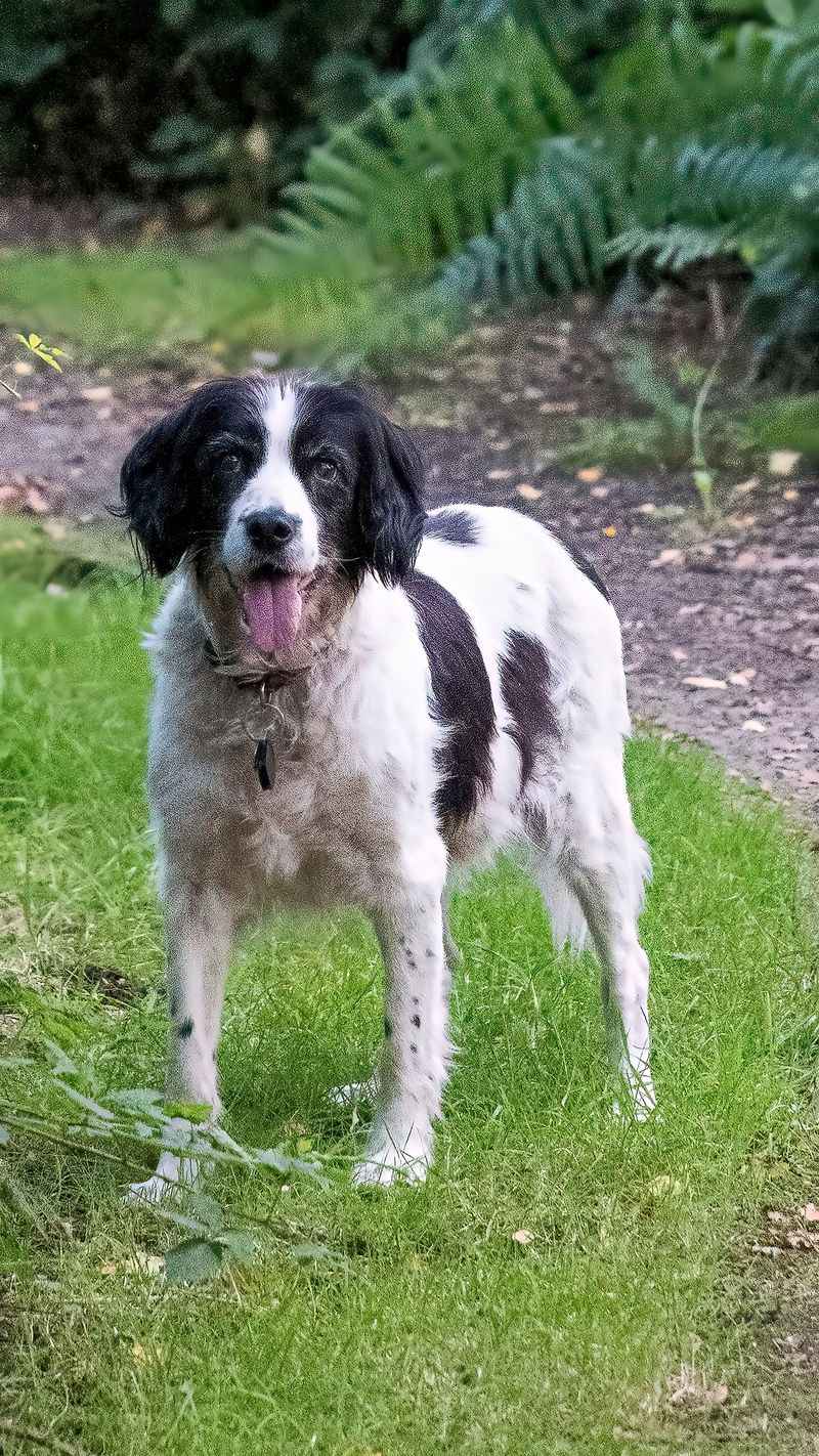 If your dog thinks every new person deserves a celebration, one of these breeds may explain everything 11 English Springer Spaniel