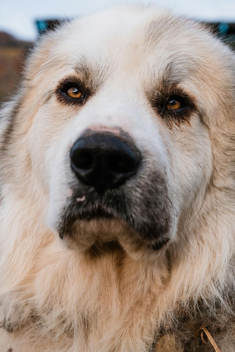 Great Pyrenees
