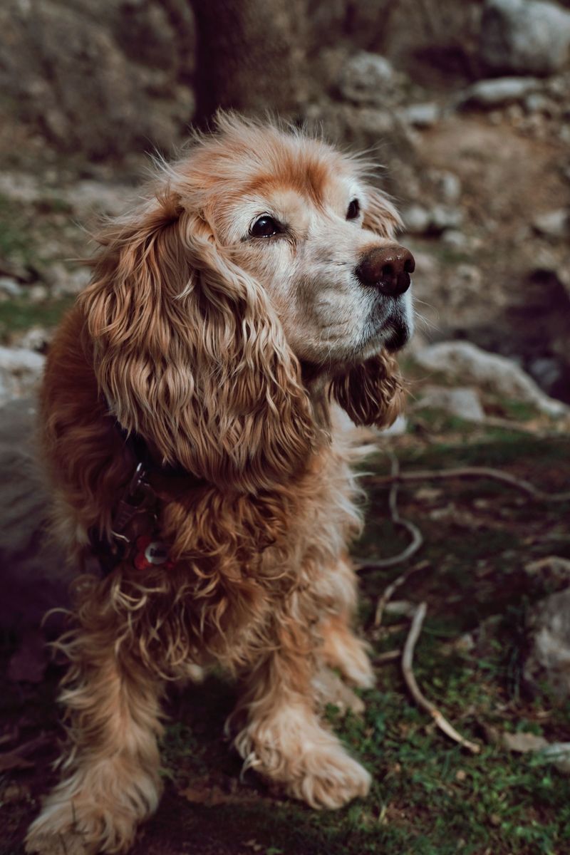 10 dogs whose floppy ears hide some surprisingly strong instincts - can you guess which ones? 5 Cocker Spaniel - merry bird finder