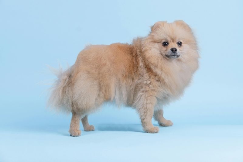 Pomeranian