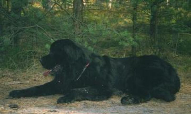 Newfoundland