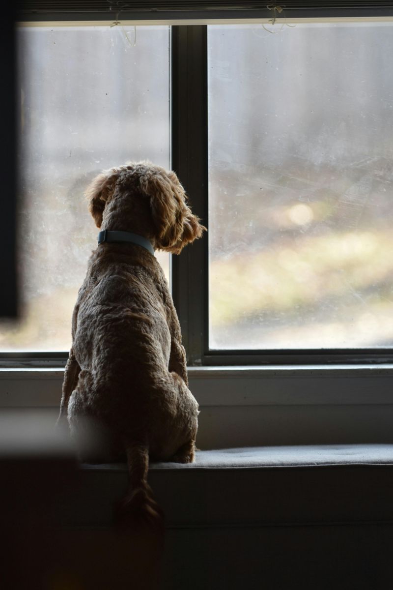 10 practical tips owners use to calm barking and restore peace 10 Block visual distractions from windows