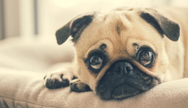 25 Dog Breeds Known for Their Relaxed Temperament and Love of Comfort 6 Pug
