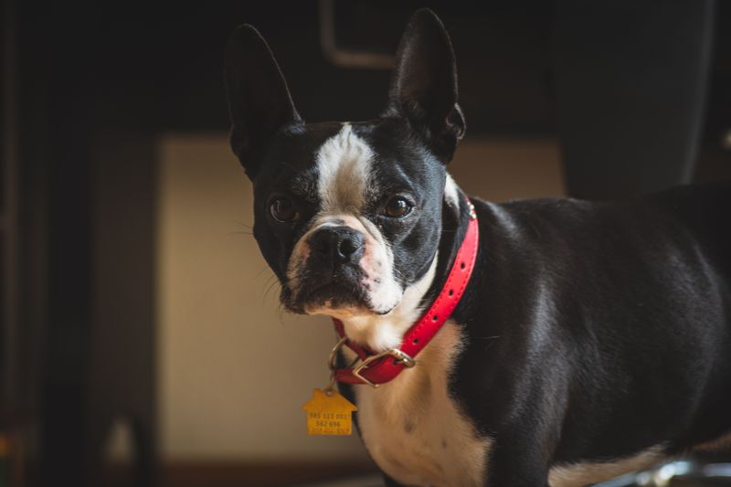 Your cat already runs the house - These dogs may be among the least interested in changing that 8 Boston Terrier