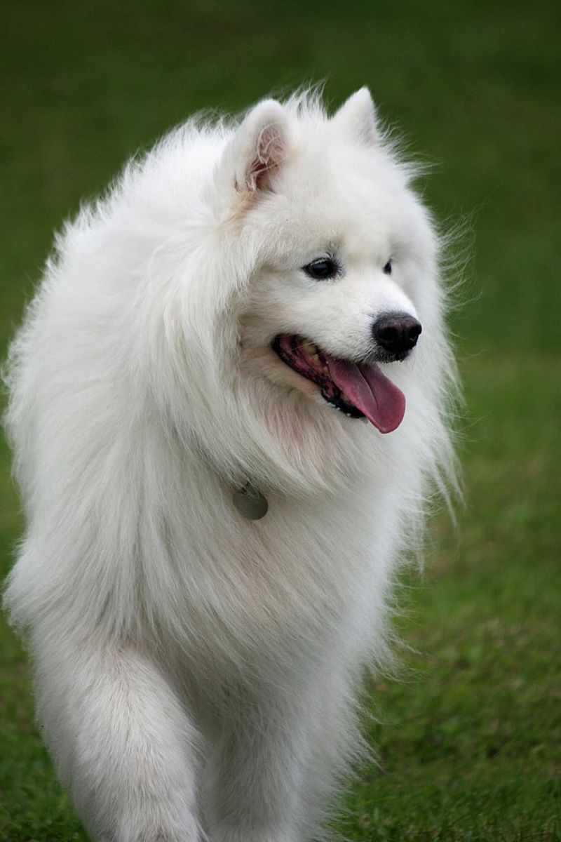 American Eskimo Dog