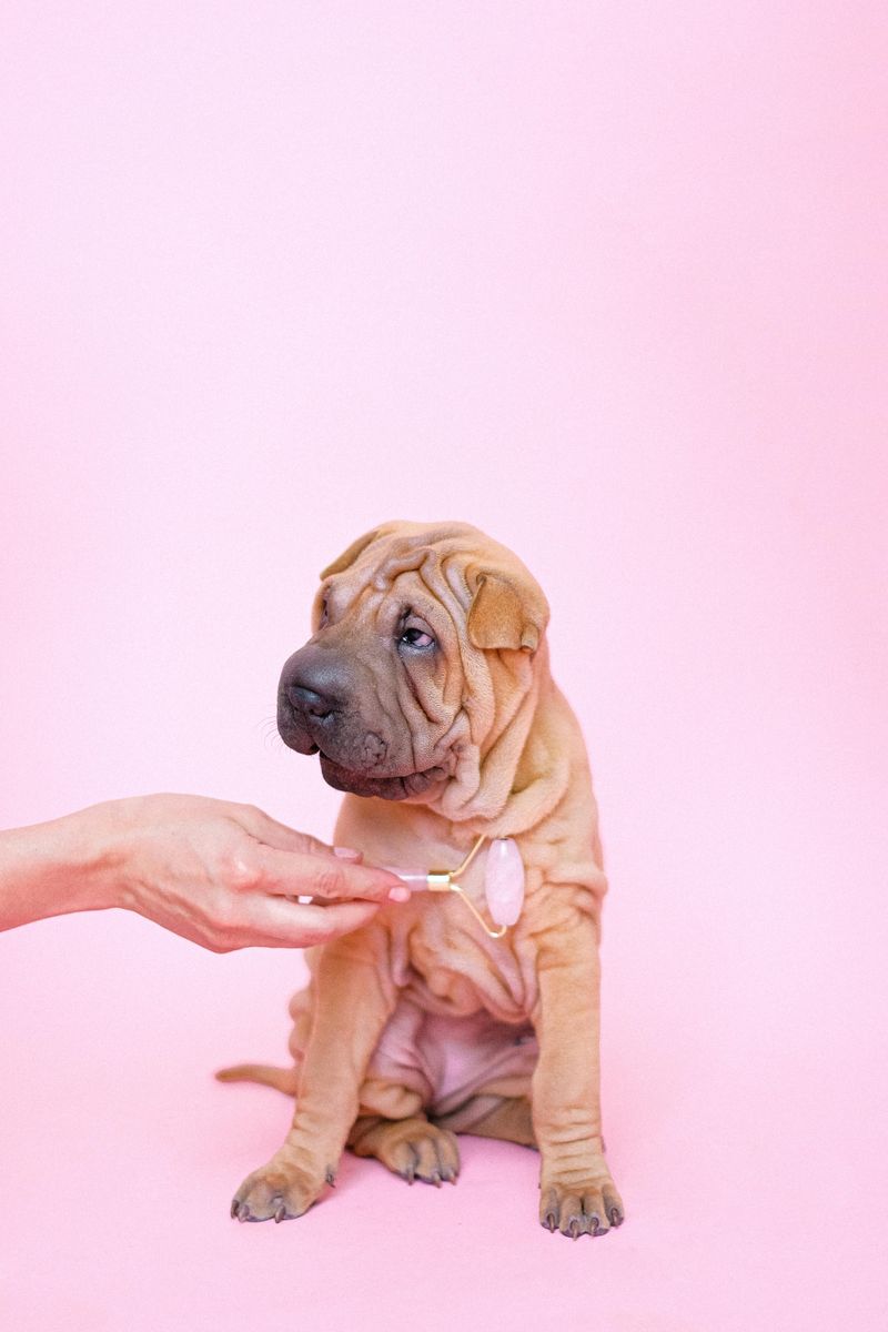 If You Love Quiet Confidence - 14 Breeds That Rarely Need to Prove Anything 13 Shar Pei
