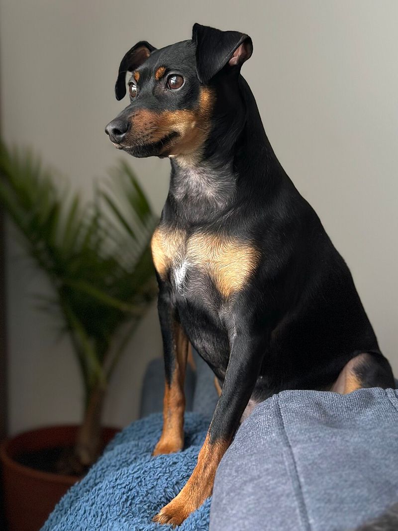 Miniature Pinscher