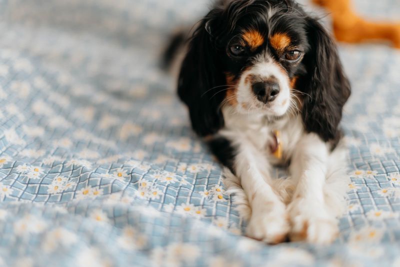 Moving, new family members, or a new routine? These 11 dog breeds often adapt with ease 12 Cavalier King Charles Spaniel