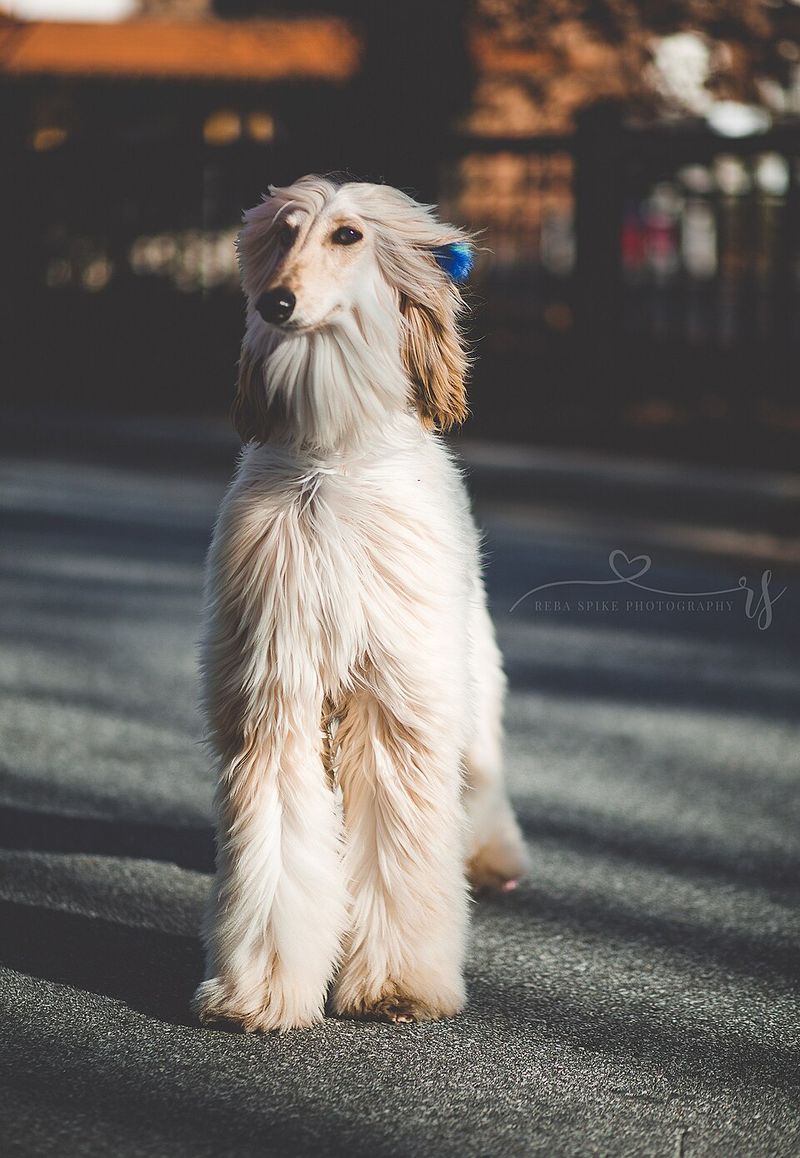 Calm beside your leg, different once released – these 11 dog breeds can surprise owners 8 Afghan Hound - glamour with trampoline legs
