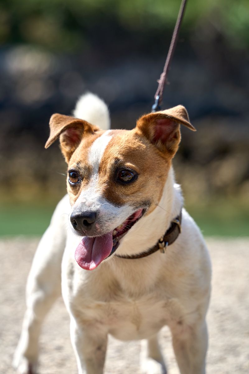 These dog breeds aren't necessarily difficult by accident - many were bred for jobs modern homes can't easily provide 6 Jack Russell Terrier