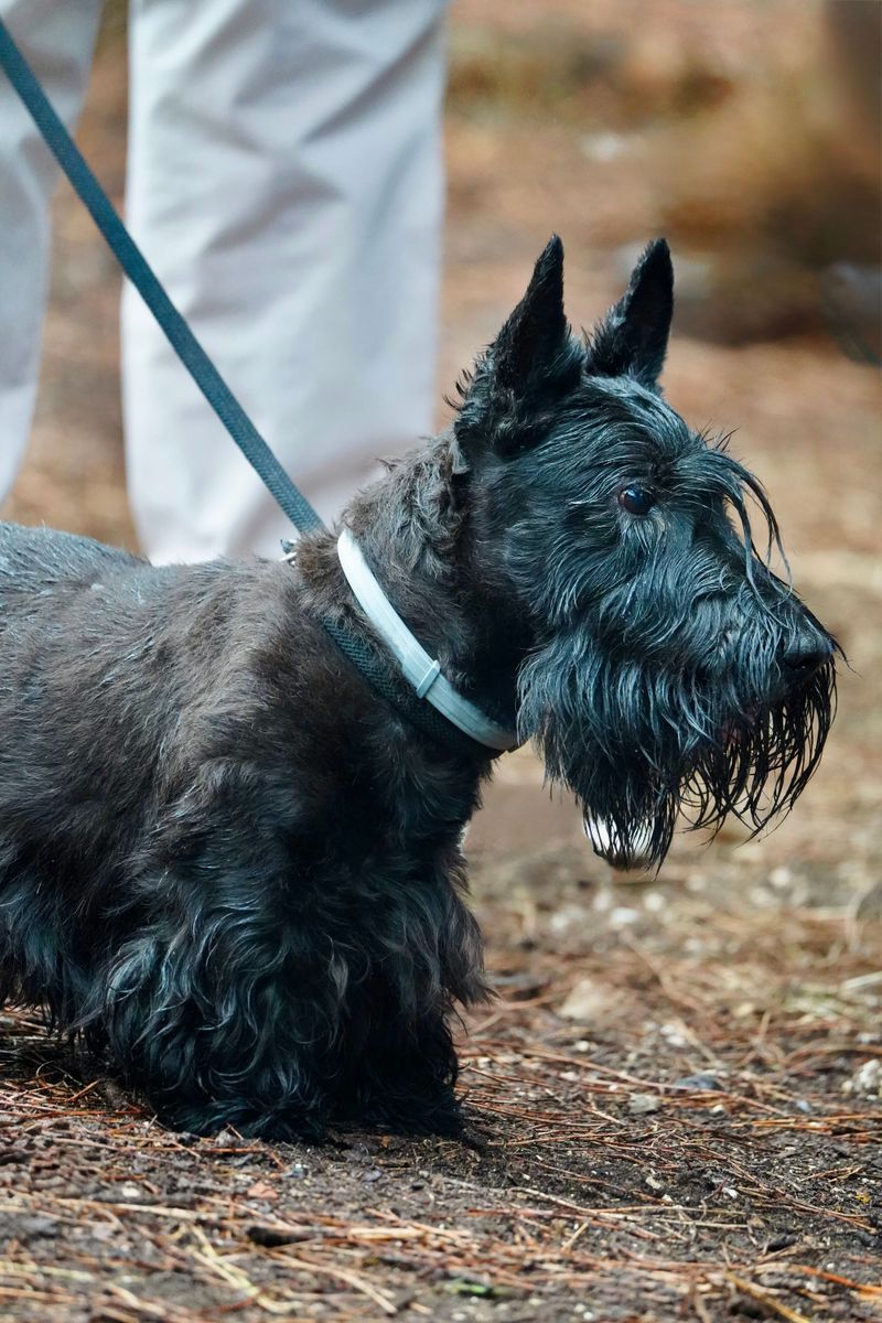 Once these 12 dog breeds decide you're their person, winning their trust becomes a lifelong responsibility 13 Scottish Terrier