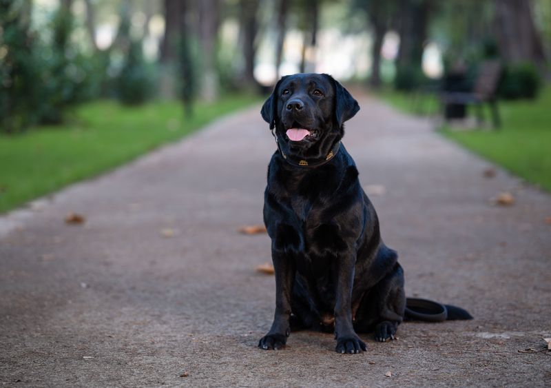 Black Labrador Retriever