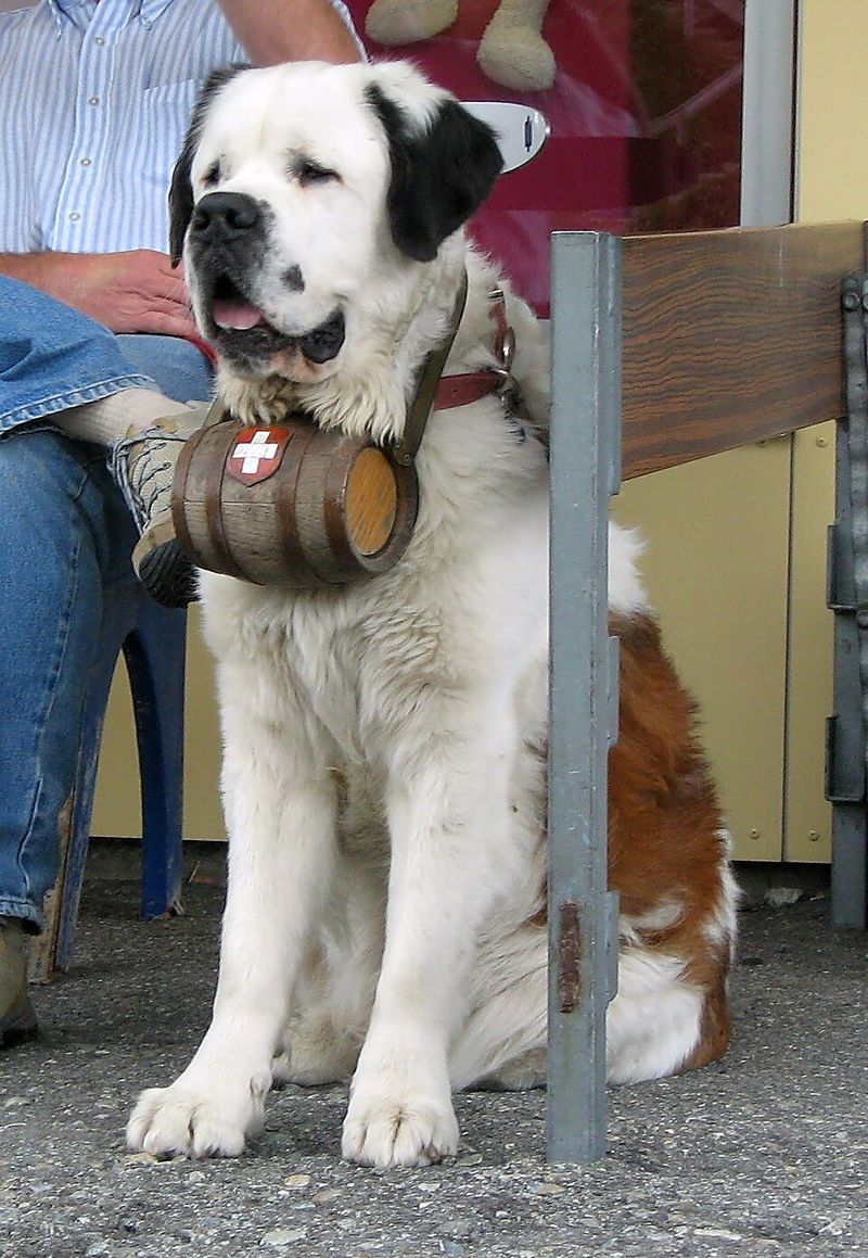 These 10 dog breeds would rather be sleeping right now - these 4 have other plans 3 Saint Bernard