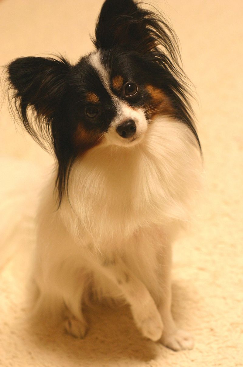 Forget the backyard myth - These 13 dog breeds show why home is about people, not space 11 Papillon