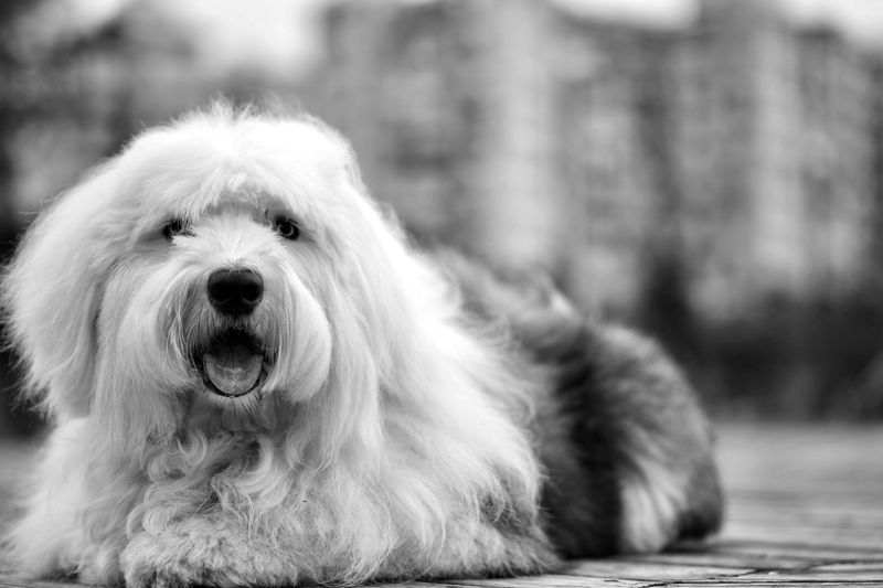 14 dog breeds people used to love but are now quietly abandoning 7 Old English Sheepdog