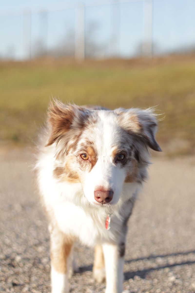 Many families give up on these 13 dog breeds before truly understanding them 5 Australian Shepherd