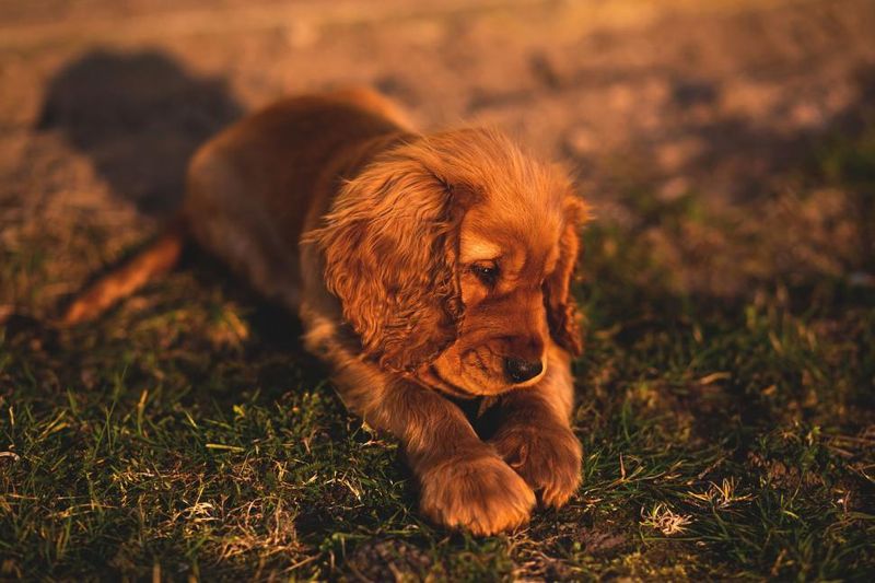 Cocker Spaniel