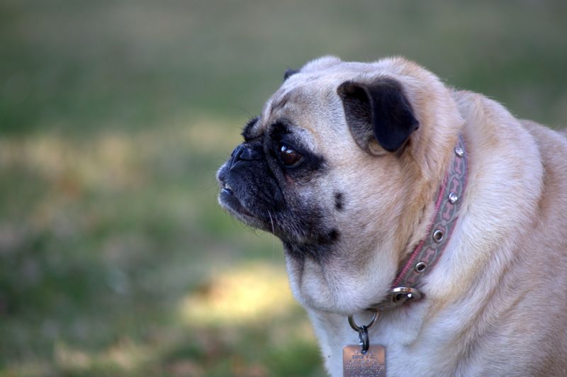 Pug