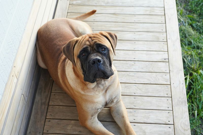 These 13 guard dogs don’t bark for attention - their presence alone is enough 2 Bullmastiff