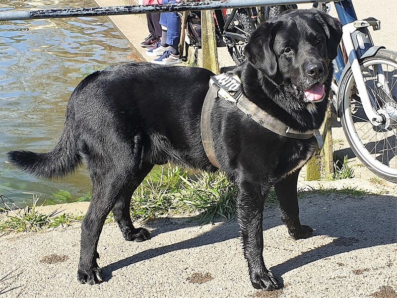 11 dog breeds that need experienced, consistent owners - plus 2 more forgiving choices 13 Labrador Retriever