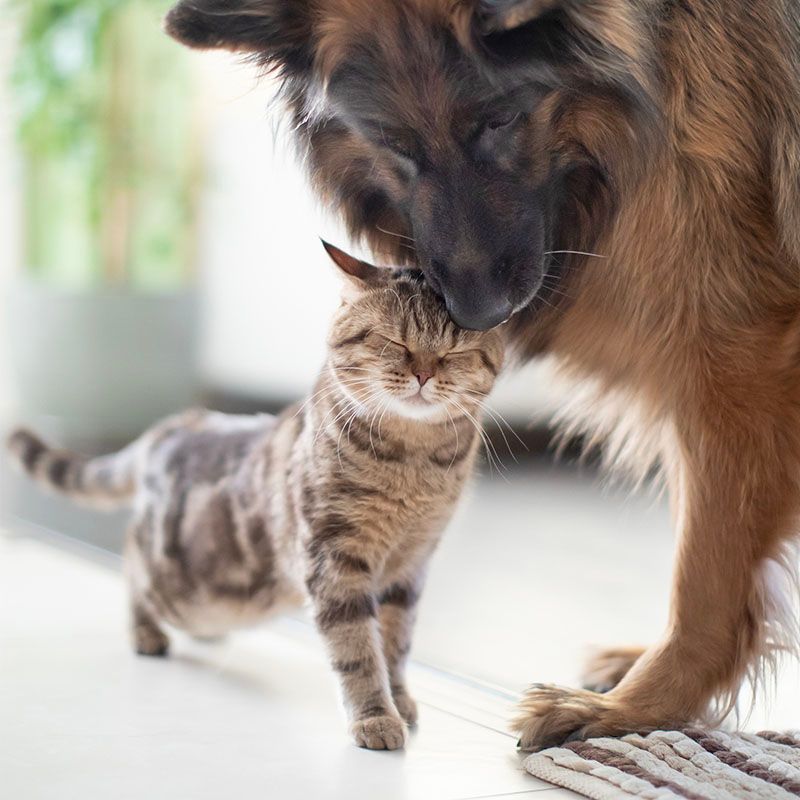 20 Important Factors to Consider Before Purchasing a Dog from a Breeder 20 Every Adoption Helps Reduce the Stray Population