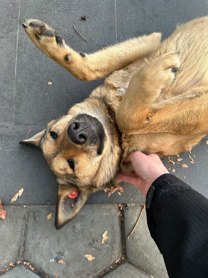 Lies on their back and exposes their belly