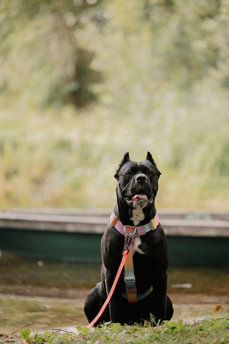 25 Dog Breeds Similar to the Bullmastiff in Strength and Temperament 4 Cane Corso