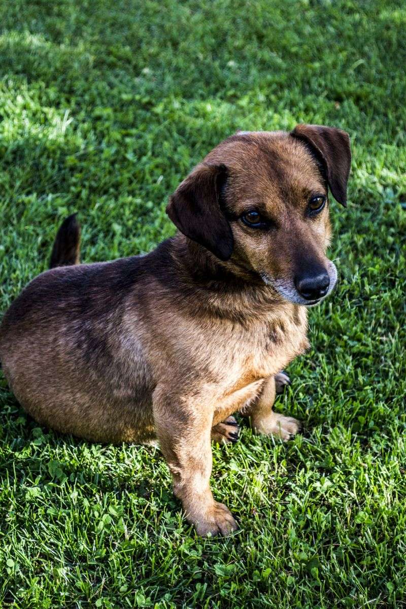 Not every match works - these 11 dog breed pairings can be tough to manage together 8 Dachshund + Large dominant breeds (e.g. German Shepherd)