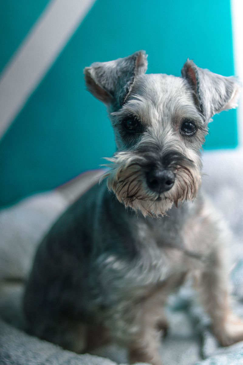 They protect their reputation in public - then unleash the chaos the moment nobody important is watching 7 Miniature Schnauzer