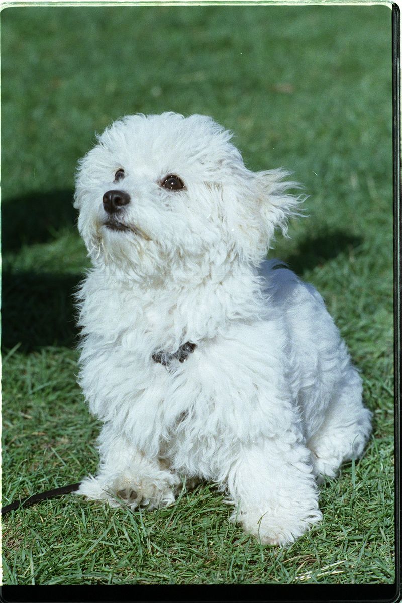 26 Dog Breeds Famous for Their Pure White Coats 21 Havanese