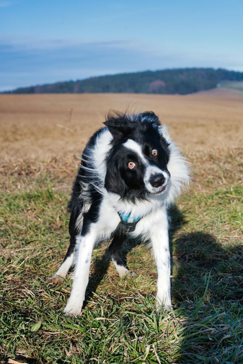 Border Collie